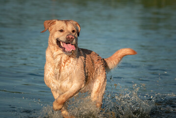 A beautiful thoroughbred fawn labrador frolics on the lake in summer.