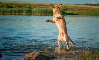 Fototapeta na wymiar A beautiful thoroughbred fawn labrador frolics on the lake in summer.