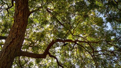Green trees covered with green plants in the woods
