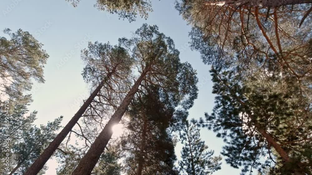 Aufkleber summer calm forest. clip. a light view from below of the trees on which the rays of light fall.