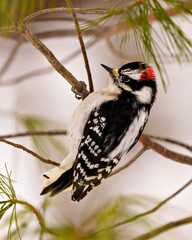 Woodpecker Photo and Image. Male holding a tree branch with a blur coniferous background in its environment and habitat surrounding.