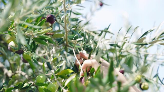 Farmer's hands picking big ripe green and black olives from the tree branches in sunlight, cultivation and growing high-quality olives in mediterranean groves and field plantations. Rich seasonal