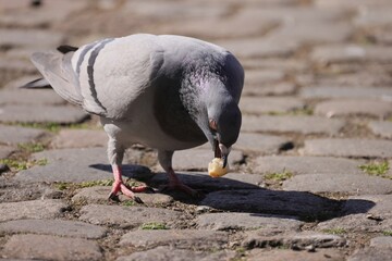 The pigeon is standing on a stone walkway holding food in its beak