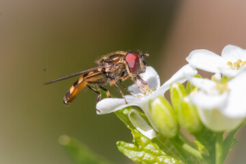 A hoverfly (Platycheirus sp) pollinates a white flower