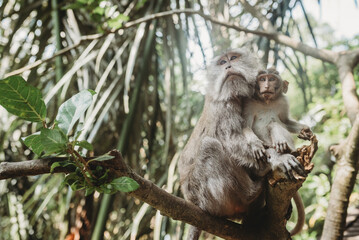 Monkey at Monkey Forest in Ubud Bali, Indonesia