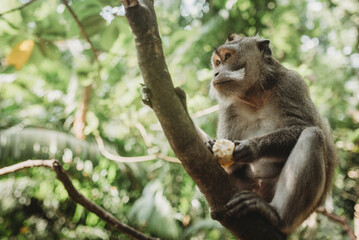 Naklejka na ściany i meble Monkey at Monkey Forest in Ubud Bali, Indonesia