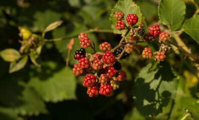 The blackberry is an edible fruit, the genus Rubus in the family Rosaceae.