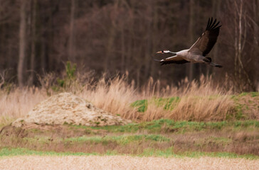 crane in flight

