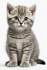 Tabby kitten sitting on white background, cute little kitten, portrait of tabby kitten, generative ai