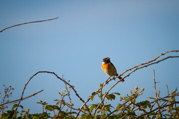 Male stonechat (Saxicola rubicola) perching on a stem