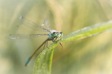 Dew covered blue tailed damselfly (Ischnura elegans) on grass