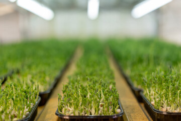 growing microgreens of organic farming the concept of sprouting pea sprouts healthy eco food