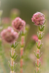 Cross-leaved heath flower (Erica tetralix)
