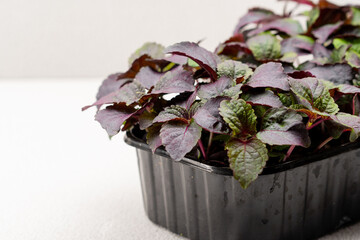Basil leaves Aromatic seasoning in container farm growing microgreens close-up eco food concept