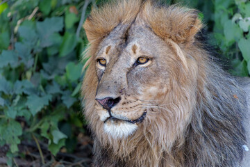Lion (Panthera leo) male resting in Mashatu Game Reserve in the Tuli Block in Botswana