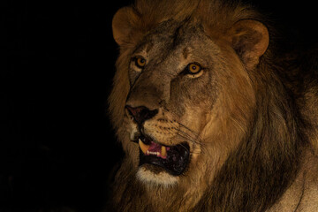 Lion (Panthera leo) male resting in Mashatu Game Reserve in the Tuli Block in Botswana