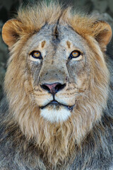 Lion (Panthera leo) male resting in Mashatu Game Reserve in the Tuli Block in Botswana