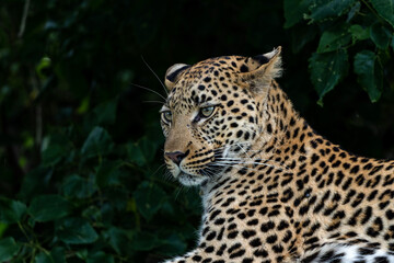 Naklejka na ściany i meble Leopard female resting and looking around in a tree in the Okavango Delta in Botswana with a black background 