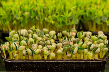close-up of growing microgreens organic farming concept of pea germination rows of sprouts healthy...