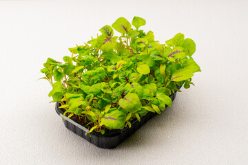 Microgreens planted in a black container young mustard sprouts on a microgreen farm eco food