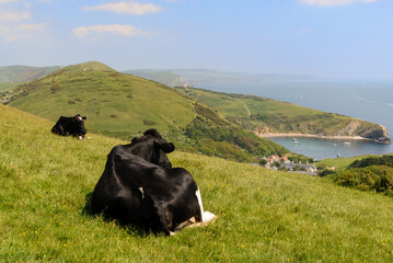 Cow sitting down on the green grass with a view of the coast at Lulworth Cove in Dorset, England, UK © Alex Segre