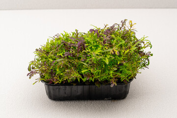 Microgreens planted in a black container of young plant sprouts on a microgreen eco food farm