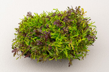 Microgreens planted in a black container of young plant sprouts on a microgreen eco food farm