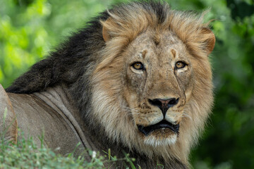 Lion (Panthera leo) male resting in Mashatu Game Reserve in the Tuli Block in Botswana