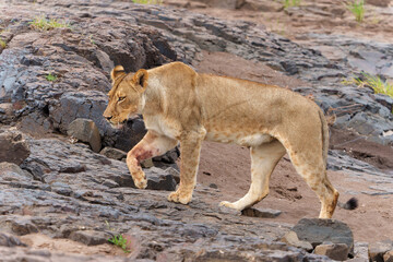 Naklejka premium Lion hanging around close to a riverbed in Mashatu Game Reserve in the Tuli Block in Botswana