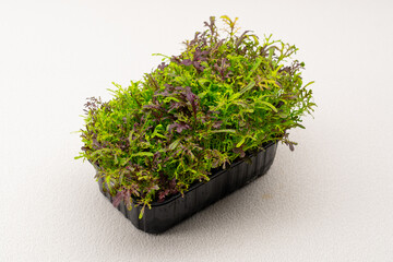 Microgreens planted in a black container of young plant sprouts on a microgreen eco food farm