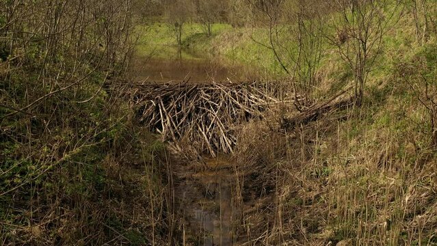 Drone footage of beaver dam on a small river in a rural landscape during spring day.