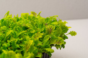 Microgreens planted in a black container of young lettuce sprouts on a microgreen eco food farm