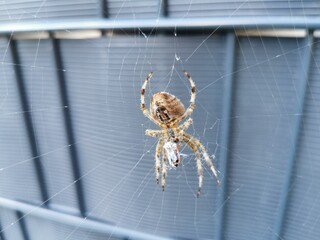 spider
