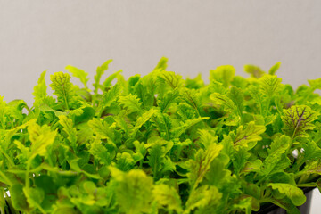 Microgreens planted in a black container of young lettuce sprouts on a microgreen eco food farm