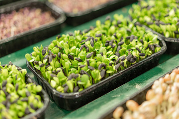 close-up of growing microgreens organic farming concept of pea germination rows of sprouts healthy...