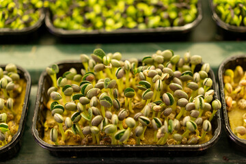 close-up of growing microgreens organic farming concept of pea germination rows of sprouts healthy...