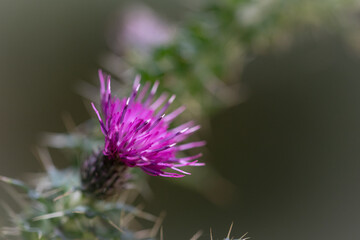 Macro of a spear thistle flower (Cirsium vulgare)