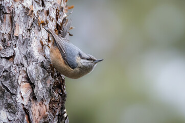 Eurasian nuthatch (Sitta europaea). The bird on the tree looks into the copyspace. Nature gradient backdrop and copyspace. A small bird with blue-gray upperparts and black eye stripe and close bill.