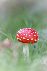 Fly agaric mushroom (Amanita muscaria) grows through the grass