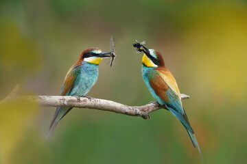 Two bee-eater sits on a branch and has a dragonfly in its beak. Merops apiaster