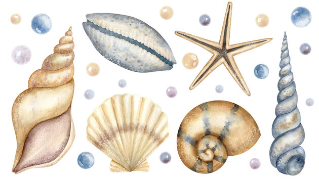 Set of Seashells. Big hand drawn Bundle of Sea Shells on isolated background. Collection of Cockleshells and starfish. Drawing of underwater life. Elements for design in marine style. Undersea clipart