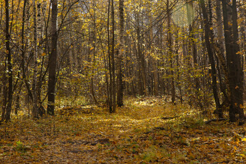 Autumn landscape, leaf fall in the forest on a sunny day, blurred