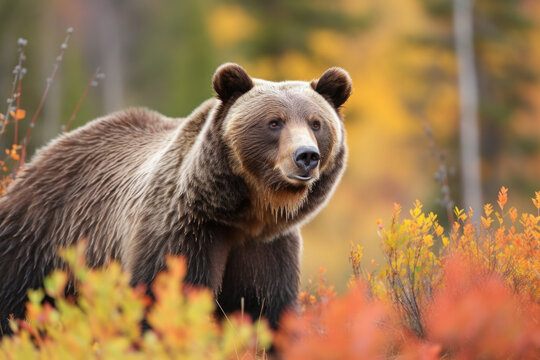 a grizzly bear walks through orange bushes in autumn. Generative AI