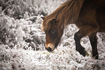 Exmoor pony (Equus caballus) eating in the snow