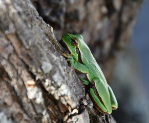 Frosch