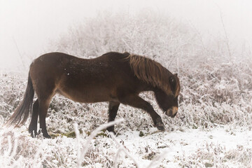 Exmoor pony (Equus ferus caballus) scraping the snow off vegetation