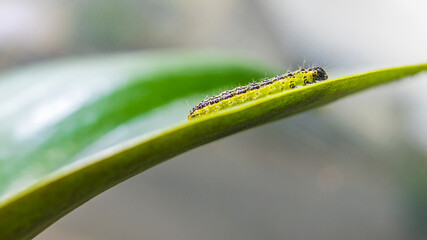 Raupe des Buchsbaumzünzlers (Cydalima perspectalis)