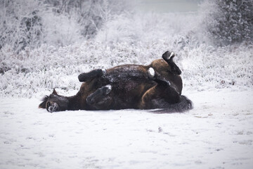 Exmoor pony (Equus ferus caballus) rolling in the snow