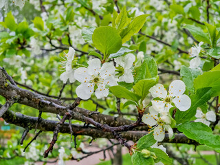 Prunus cerasus flowering tree flowers, group of beautiful white petals tart dwarf cherry flowers in bloom.Garden fruit tree with blossom flowers