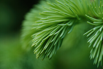 Fototapeta na wymiar Beautiful young green spruce background. Spring background. Copy space. Soft focus 